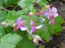 Geranium macrorrhizum