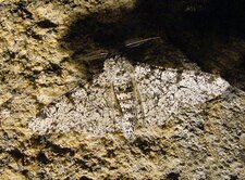 La phalène du bouleau - Biston betularia