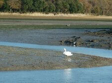 Cygne tuberculé (cygnus olor)