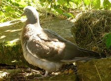 Pigeon ramier (sous réserve)