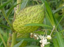 Inconnue du 28 novembre : le fruit