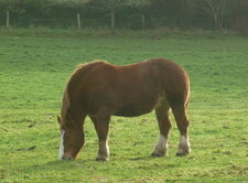 Cheval de trait breton