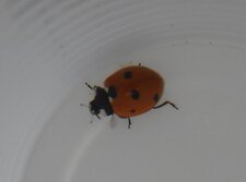 Coccinelle