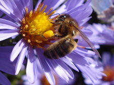 Abeille en pleine récolte