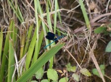Calopteryx xanthostoma - sous réserve
