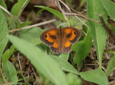 Pyronia tithonus - de dos