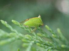 Stictocephala bisonia