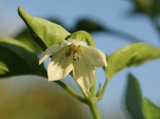 Fleur du piment moins doux