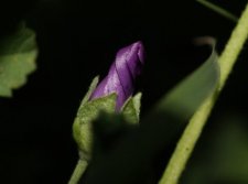 Bouton de fleur de géranium