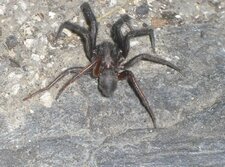 Araignée 