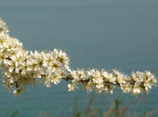 Aubépine