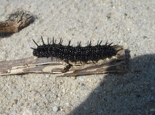 Chenille noire du Paon du jour