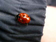 Coccinelle à 7 points