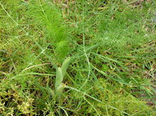 Fenouil sauvage
