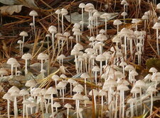 Champignons "mycènes visqueux" ou "frangés"