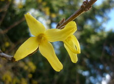 Fleur de forsythia