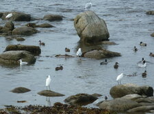 Oiseaux de mer et de terre
