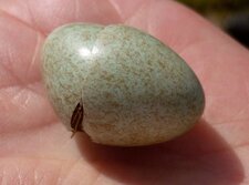 Oeuf de merle moqueur