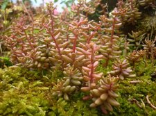 Sedum album aureum