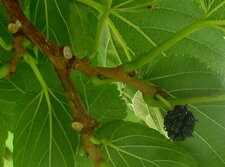 Fruit du murier