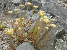 Orpin blanc (sedum anopetalum)