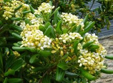 Pittosporum tobira