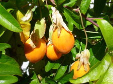 Fruit de la passiflore