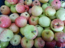 Pommes du marais
