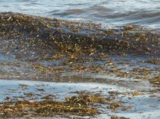 Valse des algues brunes