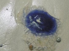 Méduse "Cyanée de Lamarck" adulte