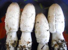 Coprins chevelus