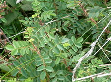 Rosier pimprenelle