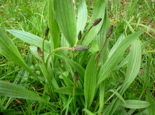Plantain lancéolé