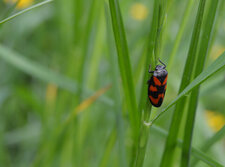 Cercopis vulnerata