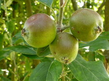 Pomme "reinette"