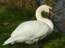 Cygne tuberculé (cygnus olor)