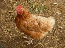 Poule rousse commune