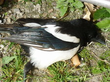 Jeune pie bavarde