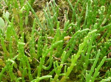 Salicorne