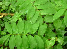 Sceau de Salomon (polygonatum)
