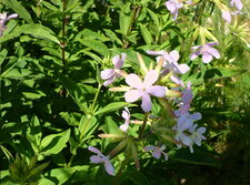 Saponaire officinale
