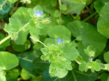 Véronique à feuilles de lierre