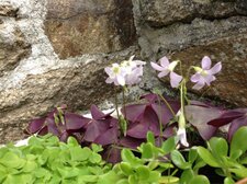 Oxalis triangularis