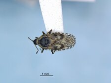 Dictyla echii