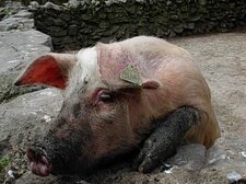 Cochon