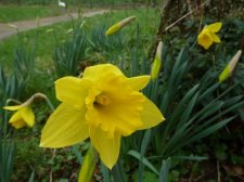 Narcisse jaune (Narcissus pseudonarcissus)