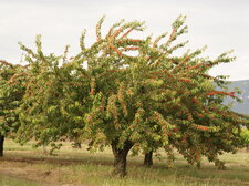 Cerisier