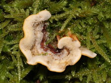 Champignon