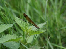 Calopteryx hemorrhoïdalis - femelle