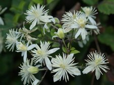 Clématite vigne blanche